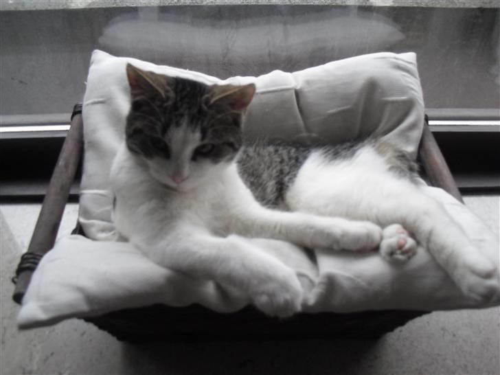 Huskat Mille billede 15