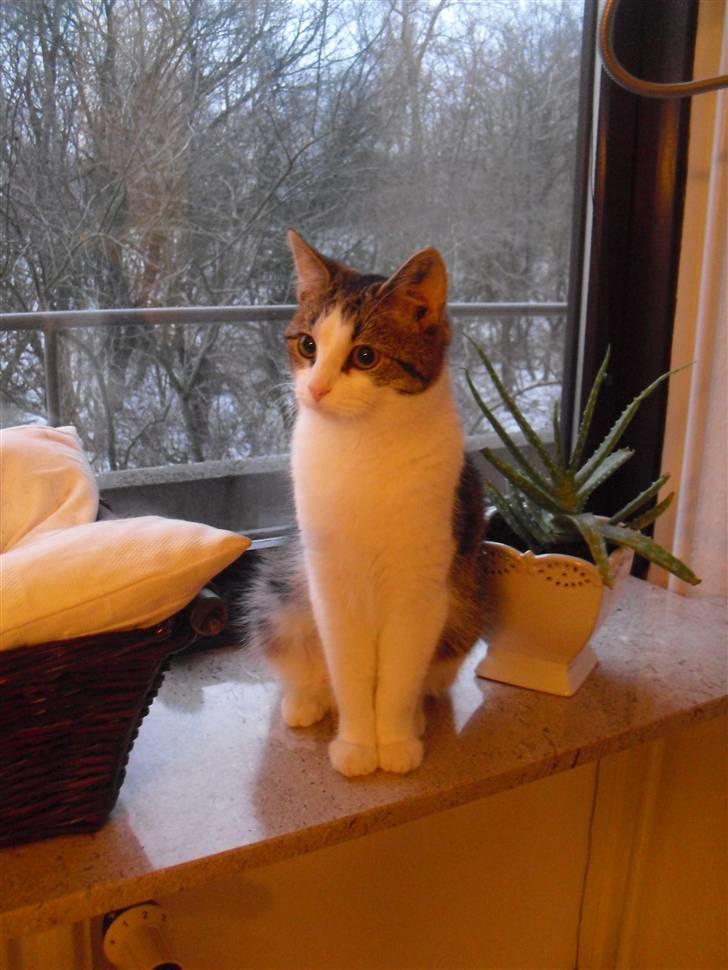 Huskat Mille billede 16