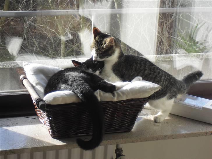 Huskat Mille billede 17