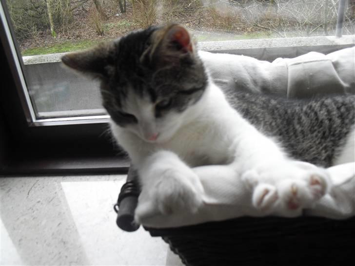 Huskat Mille billede 18