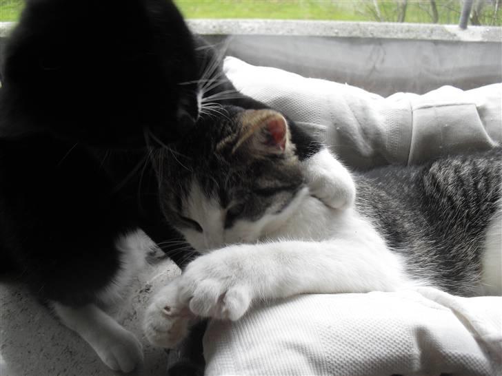 Huskat Mille billede 19