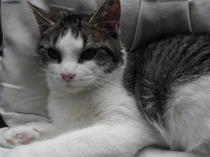 Huskat Mille billede 20