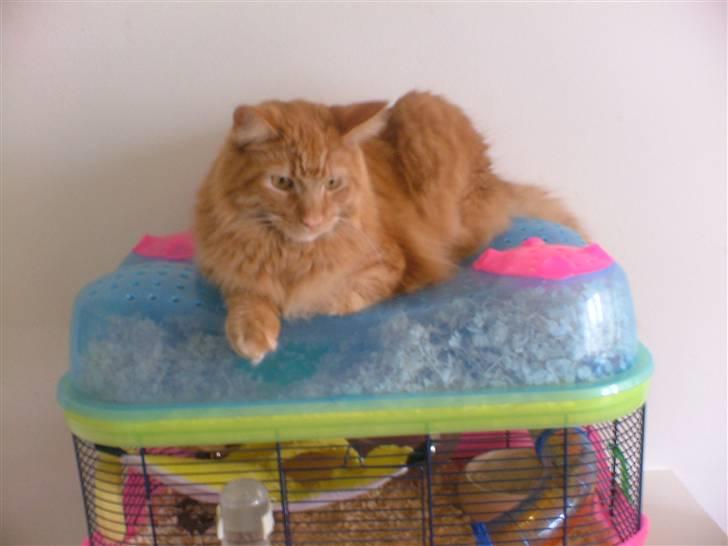 Maine Coon Joe the Bandit (Bandit) - skøre kat :) billede 7