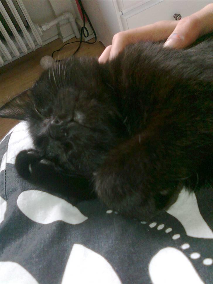 Huskat Lille Grethe billede 7