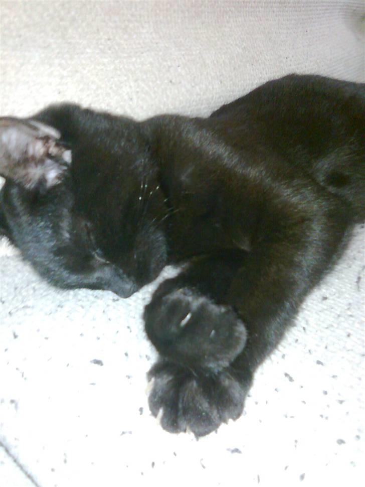 Huskat Lille Grethe billede 8