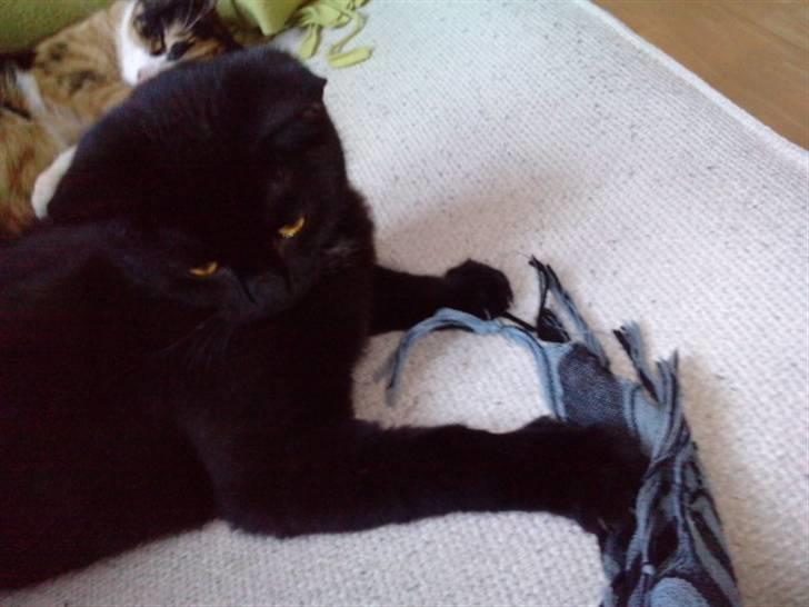 Huskat Lille Grethe billede 9