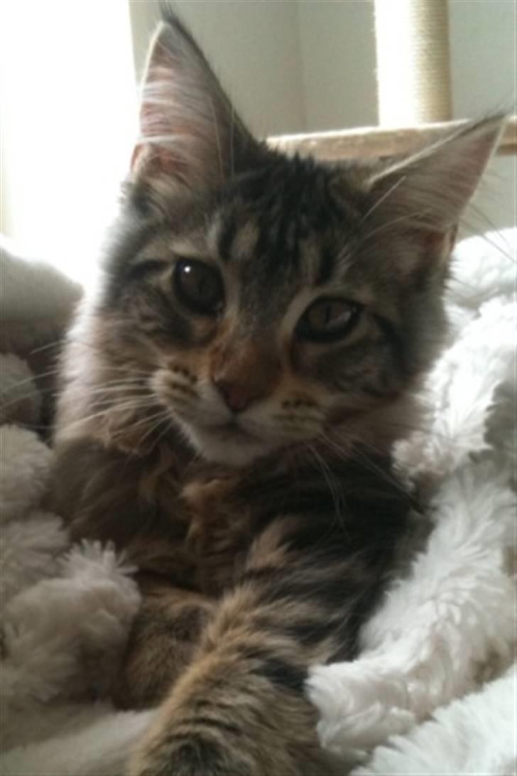 Maine Coon DK LunaKATs Gayani- Bella billede 1