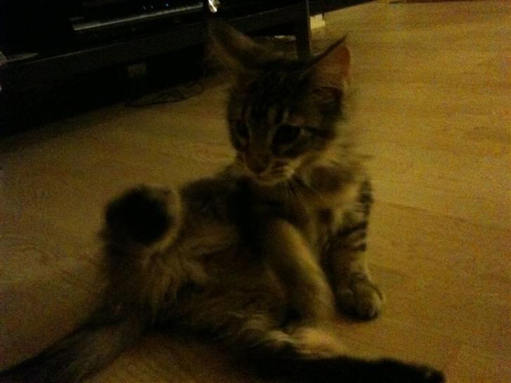 Maine Coon DK LunaKATs Gayani- Bella - Da vilige havde fået hende hjem :) billede 2