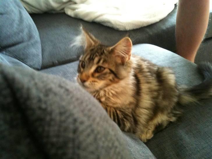 Maine Coon DK LunaKATs Gayani- Bella billede 3