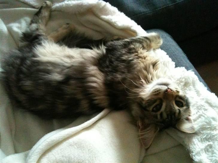 Maine Coon DK LunaKATs Gayani- Bella billede 4