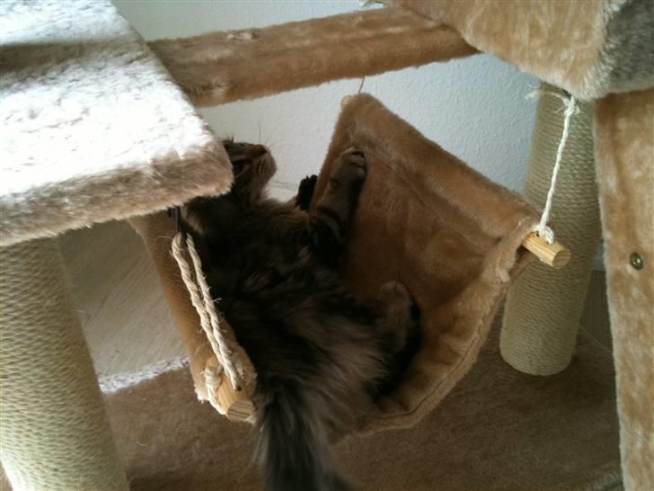 Maine Coon DK LunaKATs Gayani- Bella billede 5