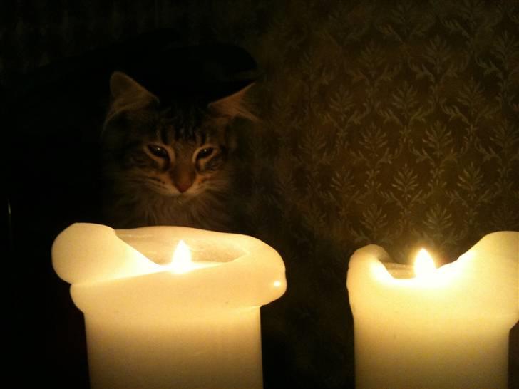 Maine Coon DK LunaKATs Gayani- Bella billede 6