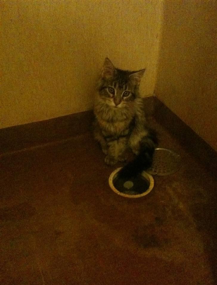 Maine Coon DK LunaKATs Gayani- Bella billede 7