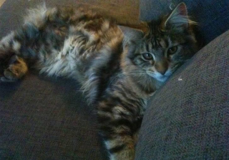 Maine Coon DK LunaKATs Gayani- Bella billede 8