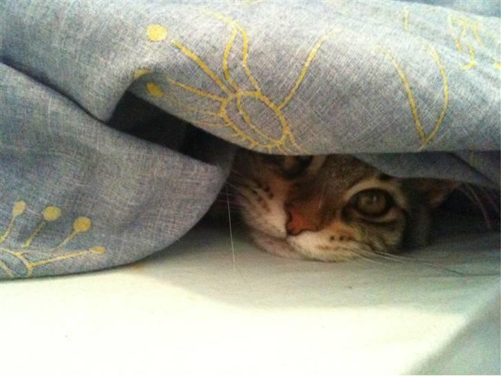 Maine Coon DK LunaKATs Gayani- Bella billede 9