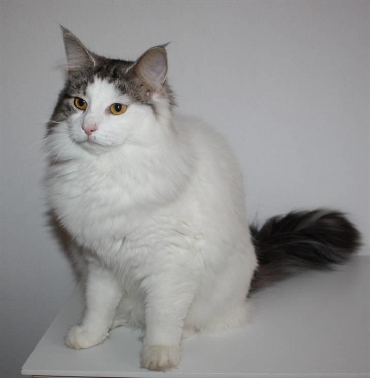 Norsk Skovkat Beauty billede 9
