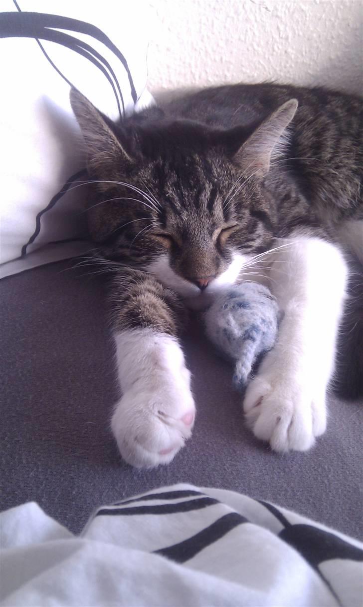 Blanding af racer <3 Toulouse <3 billede 15