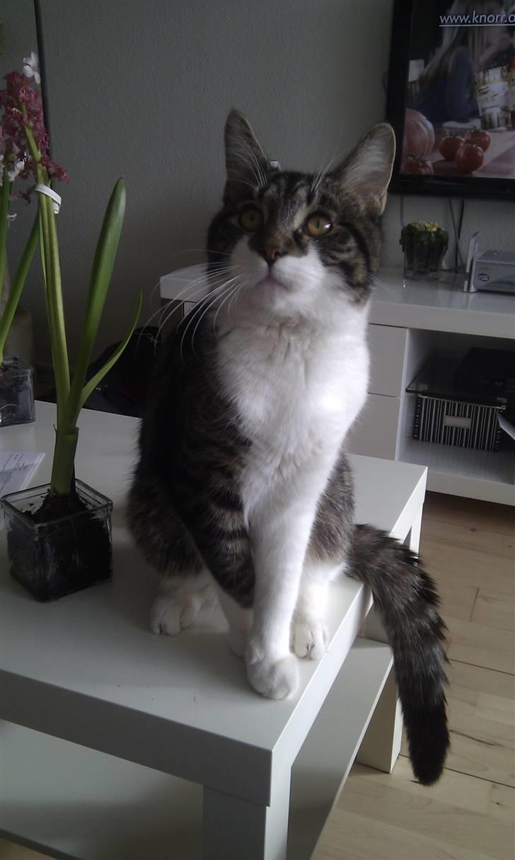 Blanding af racer <3 Toulouse <3 billede 16