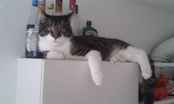 Blanding af racer <3 Toulouse <3 billede 17