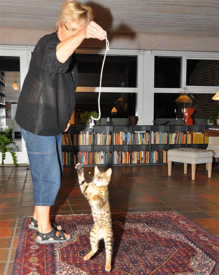 Bengal luna - Luna kan også lege "Fang rotten", billede 10