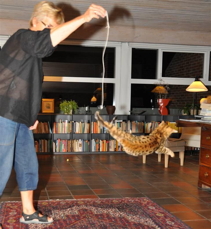 Bengal luna - En flyvende kat. billede 12