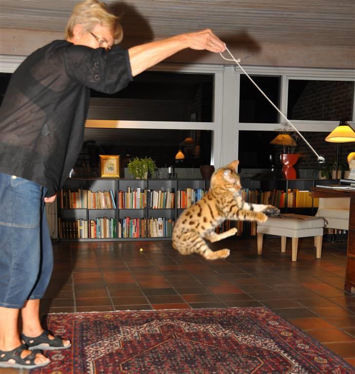 Bengal luna - Nu er det lige før, det er ude med rotten ... billede 13