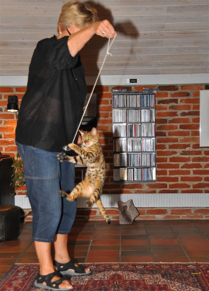 Bengal luna - "Så fik jeg den!" billede 14