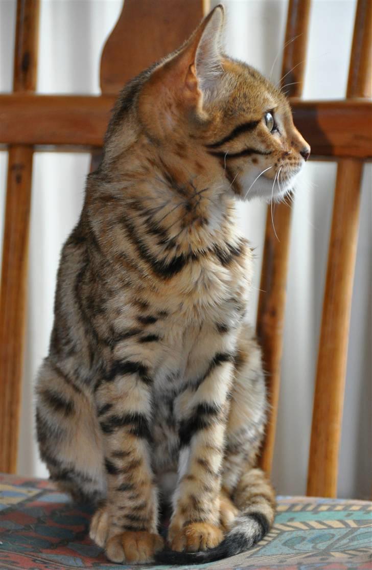 Bengal luna - Smuk profil billede 15
