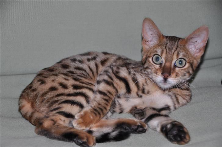 Bengal luna - Luna er en meget tænksom kat. billede 16