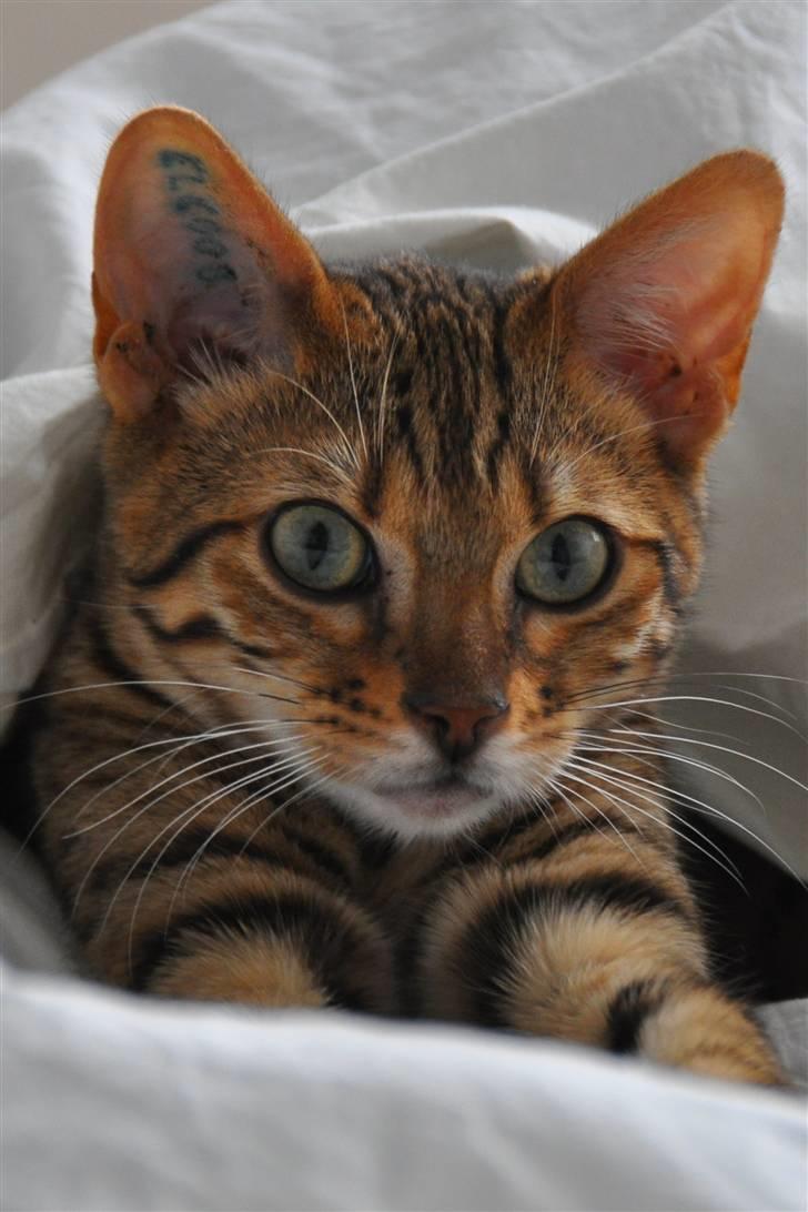 Bengal luna - Luna tænker ...... billede 17