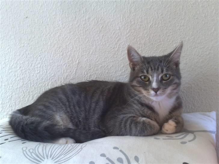 Blanding af racer Santo billede 1