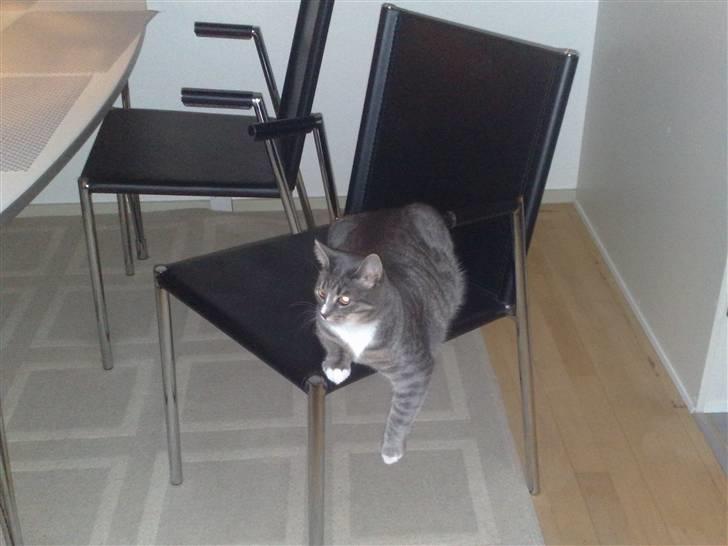 Blanding af racer Santo billede 2