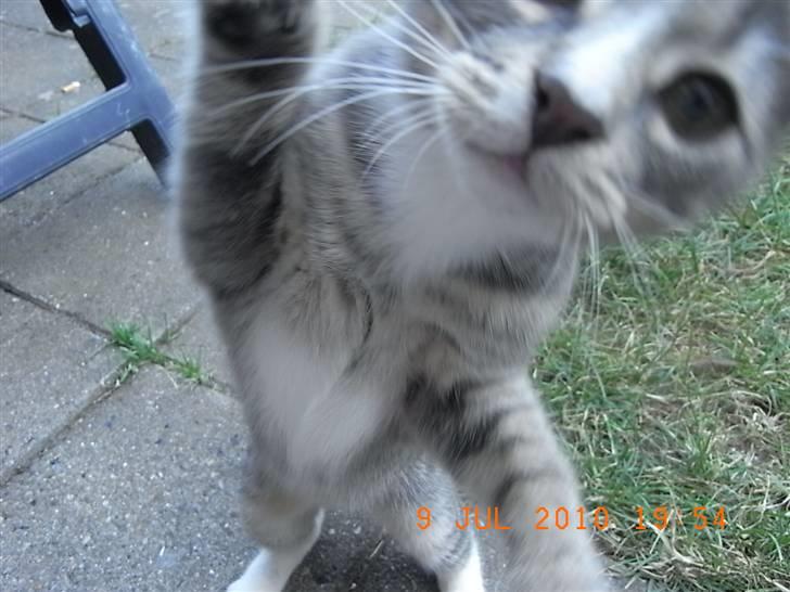 Blanding af racer Santo - Hun vil hellere have fat i linsen end at sidde stille:) billede 3