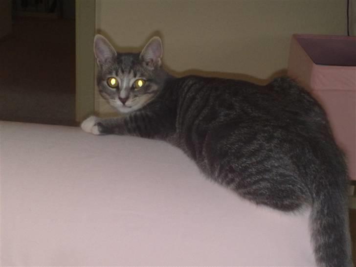 Blanding af racer Santo billede 4