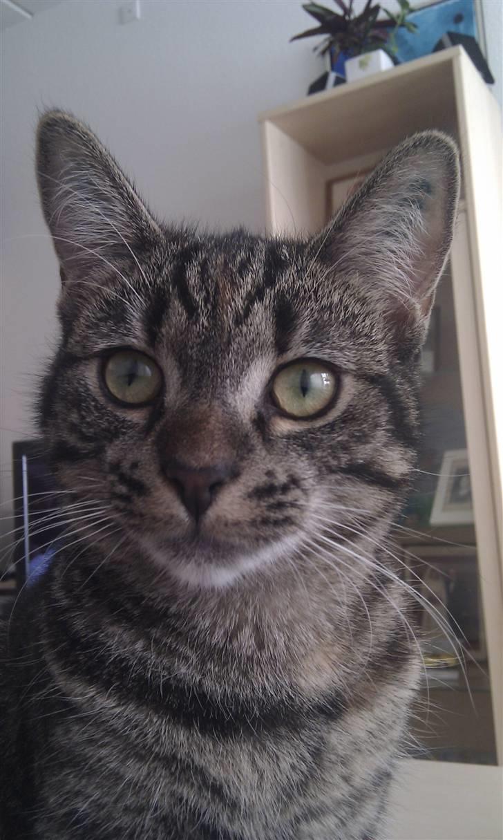 Huskat Feline billede 1