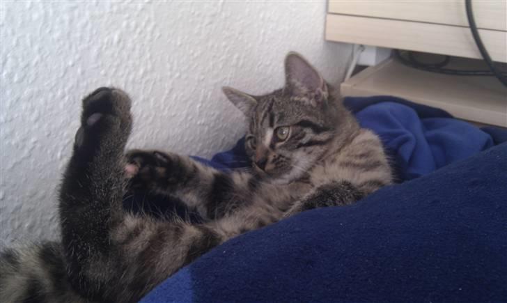 Huskat Feline billede 2