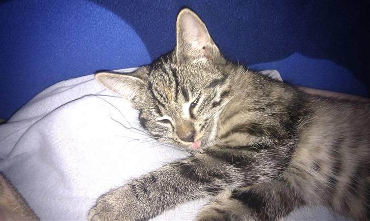 Huskat Feline - Rækker tunge af mine "mennesker":) billede 3