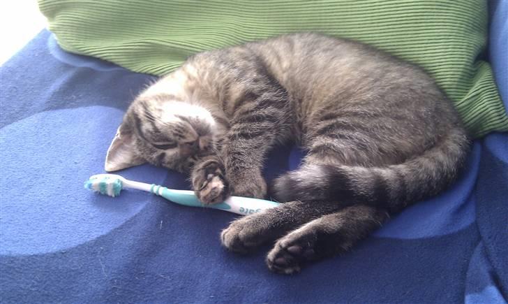 Huskat Feline - Sover med sin yndlingstandbørste:) billede 4