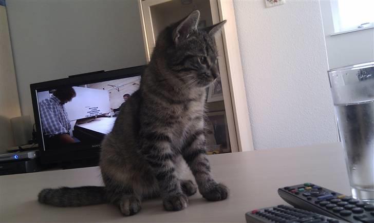 Huskat Feline billede 5