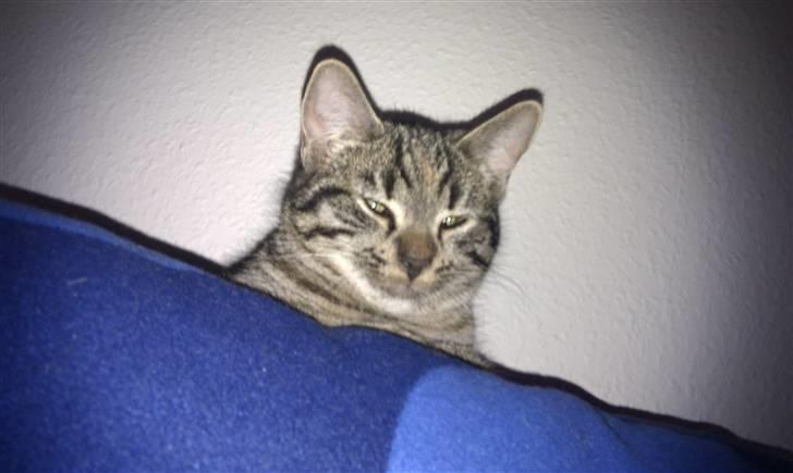 Huskat Feline billede 6