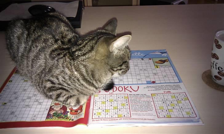 Huskat Feline - Kan godt lide at hjælpe til med kryds & tværs og Su-Do-Ku:) billede 7