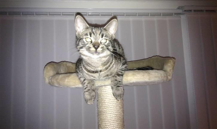 Huskat Feline billede 8