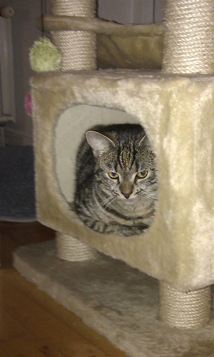 Huskat Feline billede 10