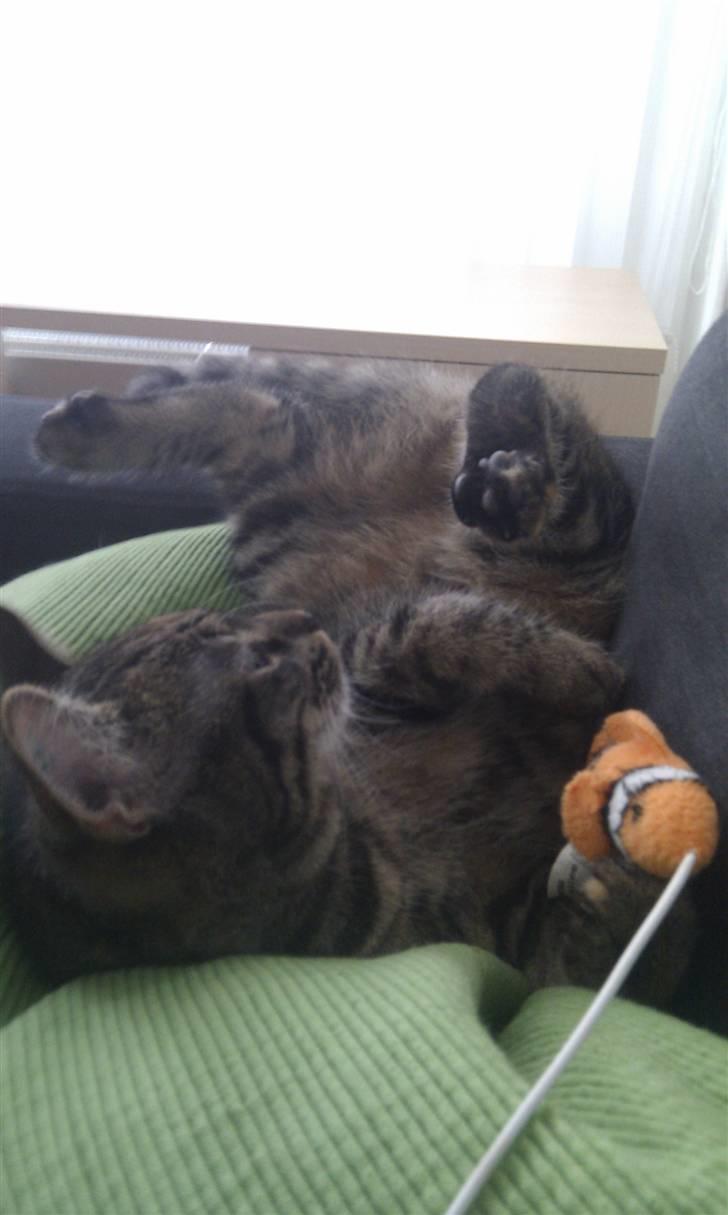 Huskat Feline billede 11