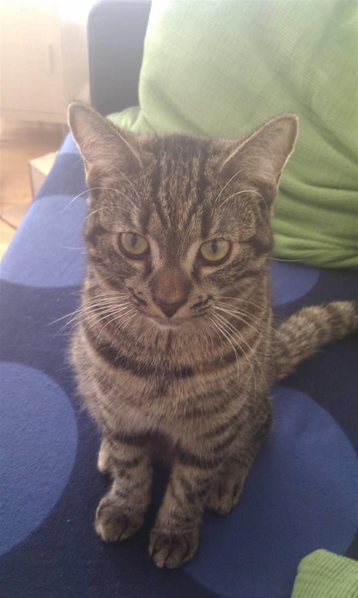 Huskat Feline billede 12