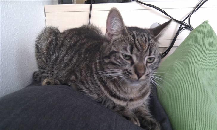 Huskat Feline billede 13