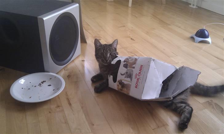 Huskat Feline - Alternativ måde at spise på! Hun tror stadig hun er lille nok til at være i kassen:) billede 14