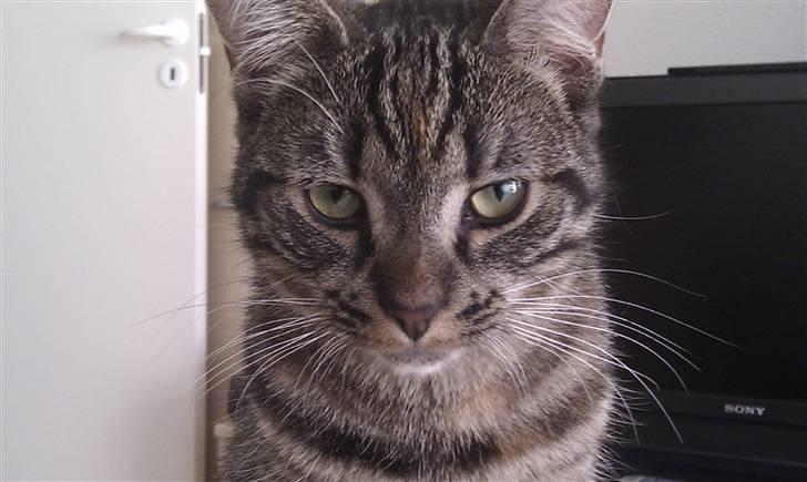 Huskat Feline billede 15