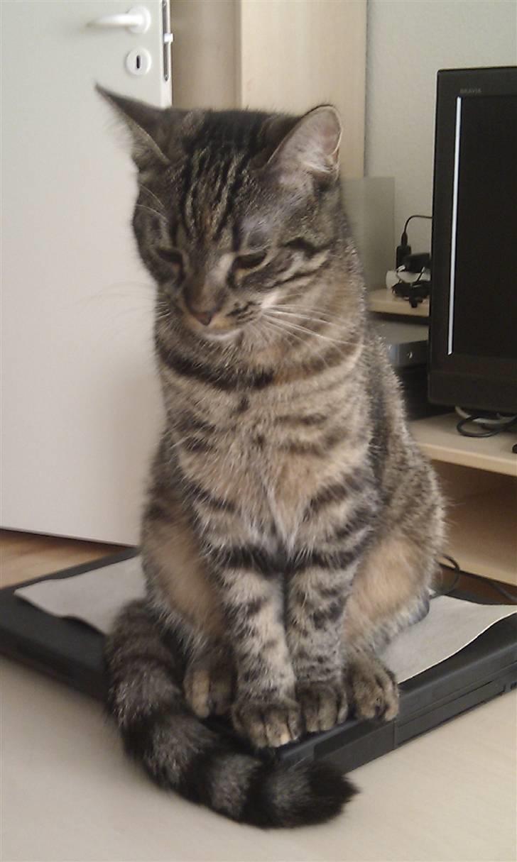 Huskat Feline billede 16