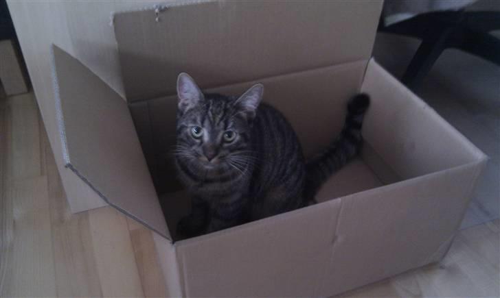 Huskat Feline - Denne kasse passer vist bedre! billede 17